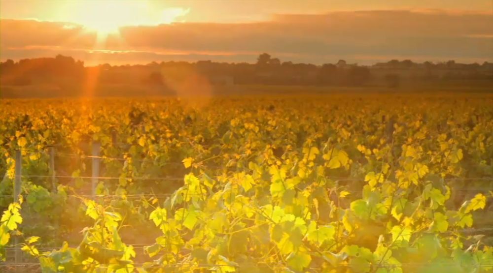 De la vigne à la cave: Grand Cru Prévention